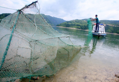 温州珊溪水库包头鱼太多了,每年780万拍卖捕捞权
